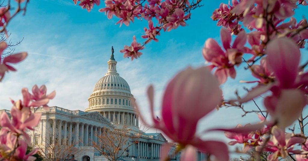 U.S. Capitol dome framed by pink magnolia blossoms against a blue sky.