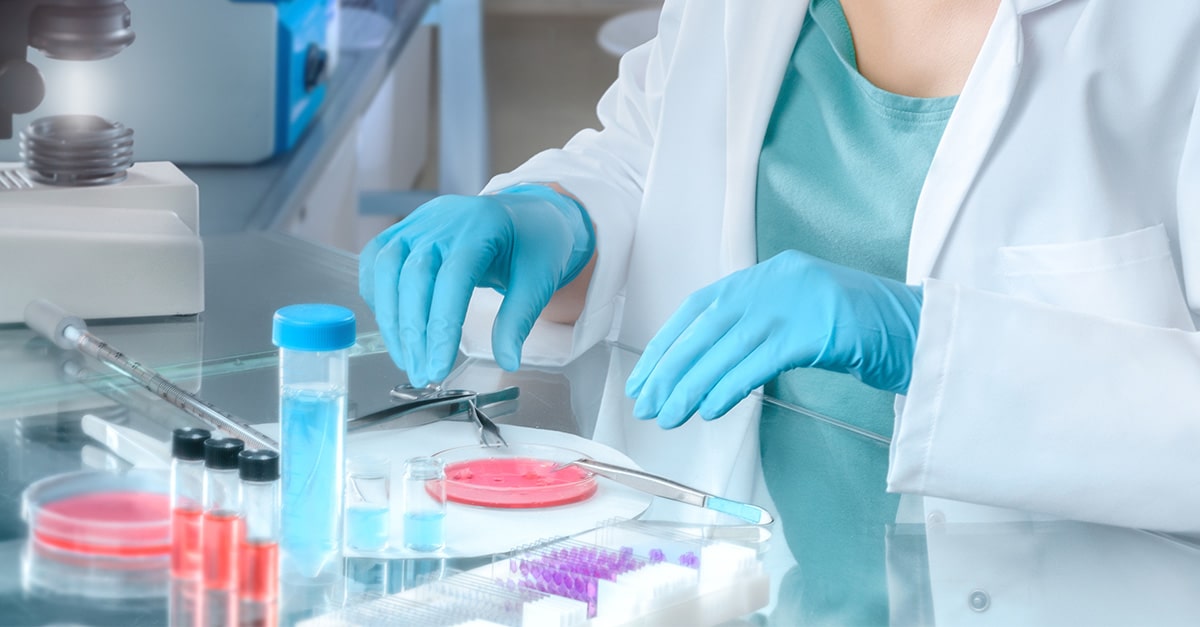 A female medical researcher dissects tissue samples for cell culture in a laboratory.