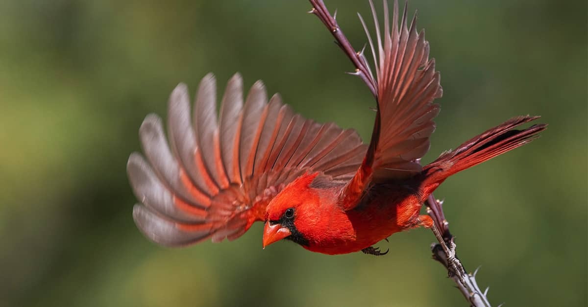Male Northern Cardinal launching from a branch with wings spread against a soft green background.
